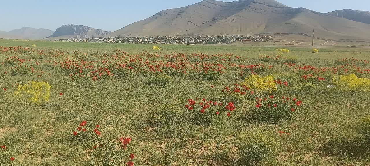سفر بهاری دشت سرسبز وردنجان
