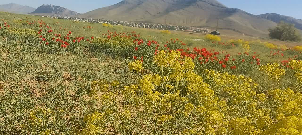 سفر بهاری دشت سرسبز وردنجان