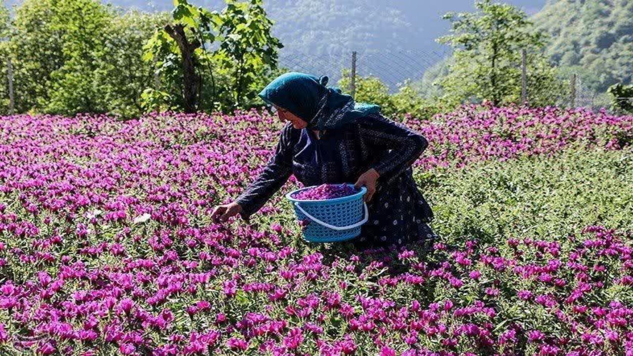 آغاز برداشت گل گاو زبان در بخش یانه سر بهشهر