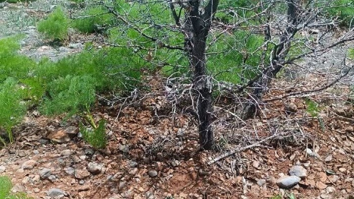 باشگاه خبرنگاران -ردپای کمک گراز به تقویت چرخه پوشش حیات وحش گیاهی