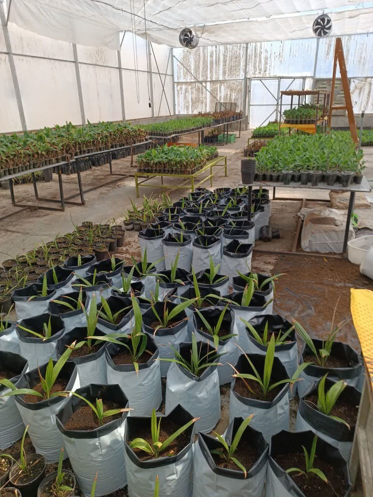 باشگاه خبرنگاران -آغاز انتقال نهال‌های کشت‌بافتی خرمای مجول در بلوچستان