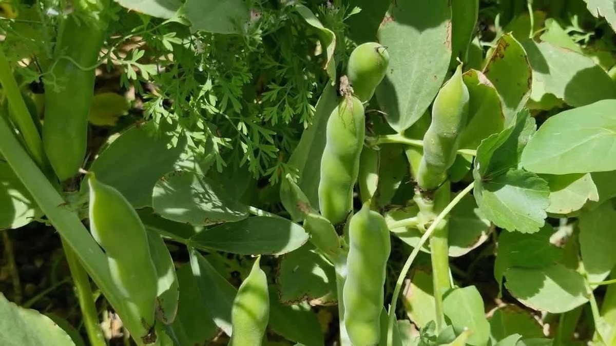 باشگاه خبرنگاران -آغاز برداشت باقلای محلی در آران و بیدگل + فیلم