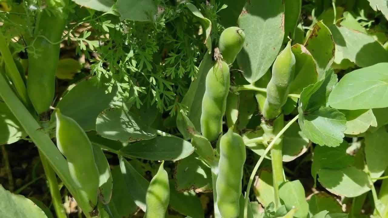 آغاز برداشت باقلای محلی در آران و بیدگل + فیلم