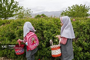 میمندِ فیروزآباد سرزمین گل و گلاب ایران