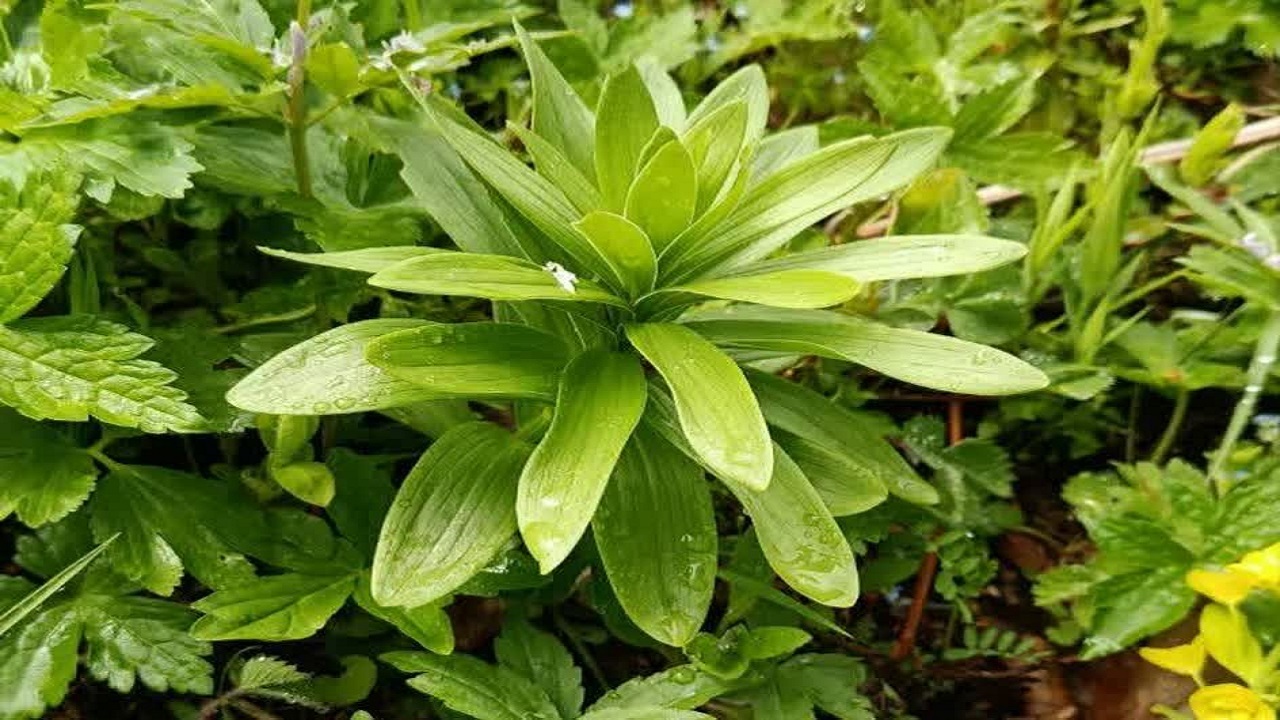 آغاز شمارش بوته‌های «سوسن چلچراغ» در داماش گیلان