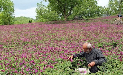 کاشت گیاه آرامبخش گل گاوزبان در ۷ شهر گیلان