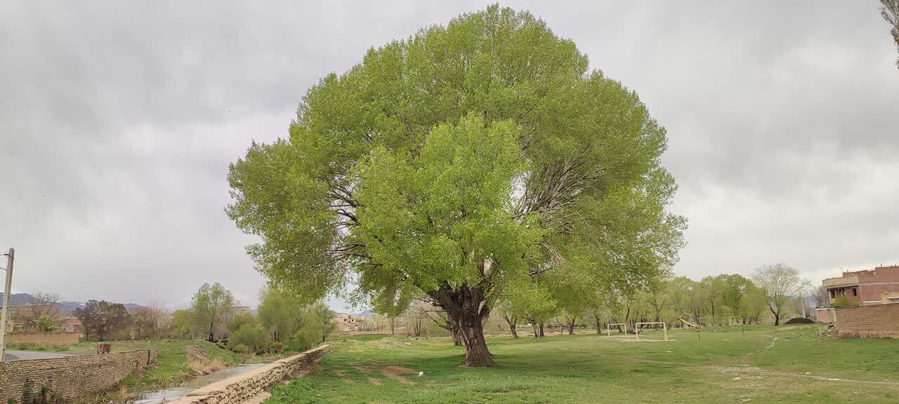 قابی از مناظر زیبای بهاری در صالح آباد پس از بارش باران