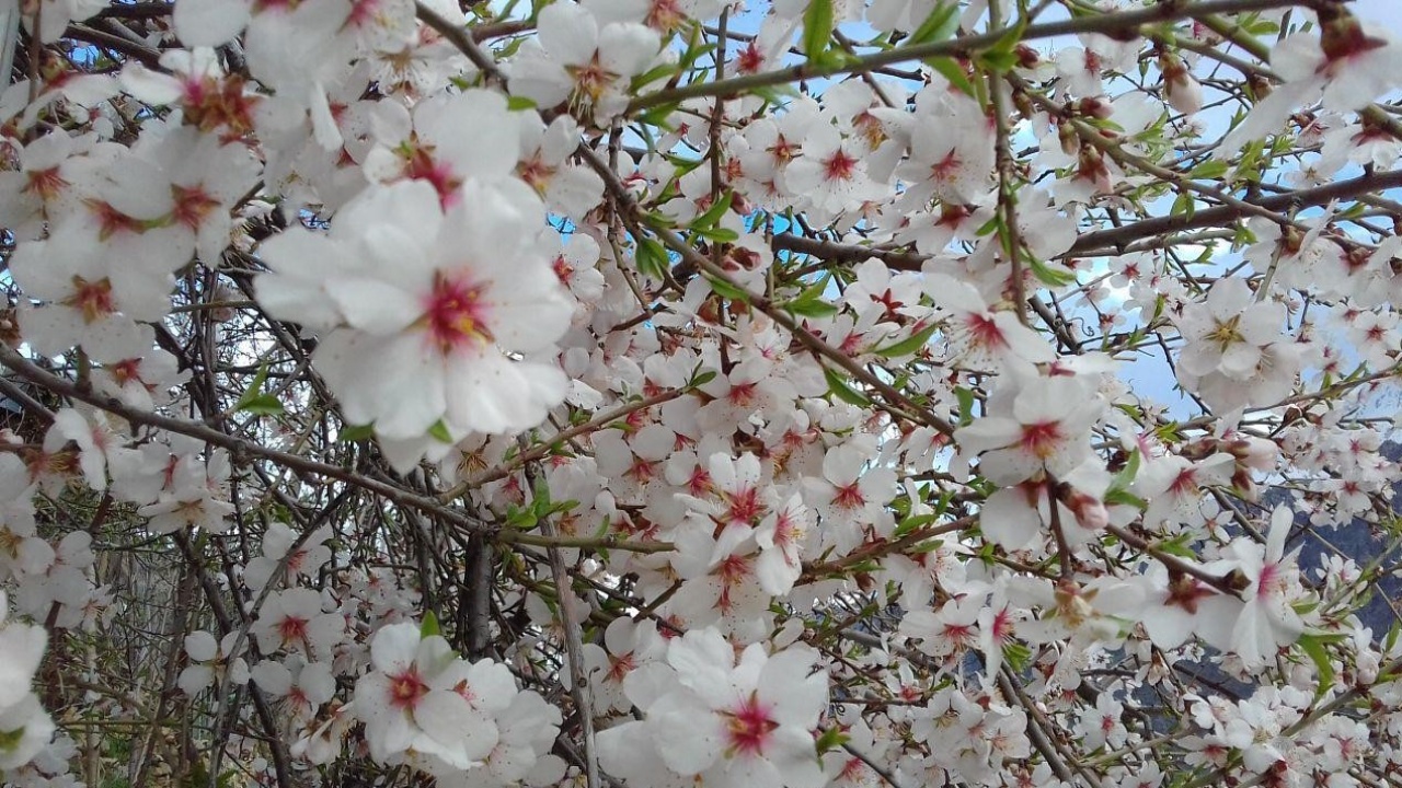 خودنمایی شکوفه‌های بهاری در درختان اهر + فیلم