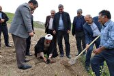 باشگاه خبرنگاران -شتاب‌گیری تولید سماق در آذربایجان‌شرقی با توزیع ۲۵ هزار نهال برتر کشت‌بافتی