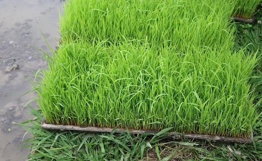 نشاء مکانیزه برنج در یکی از مزارع پیشرو در صومعه&zwnj;سرا + تصاویر