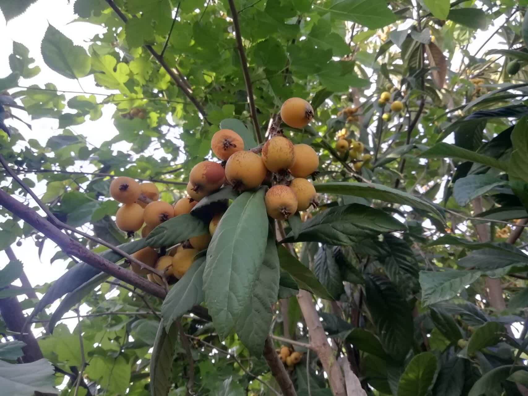 ازگیل از باغ&zwnj;های قائمشهر