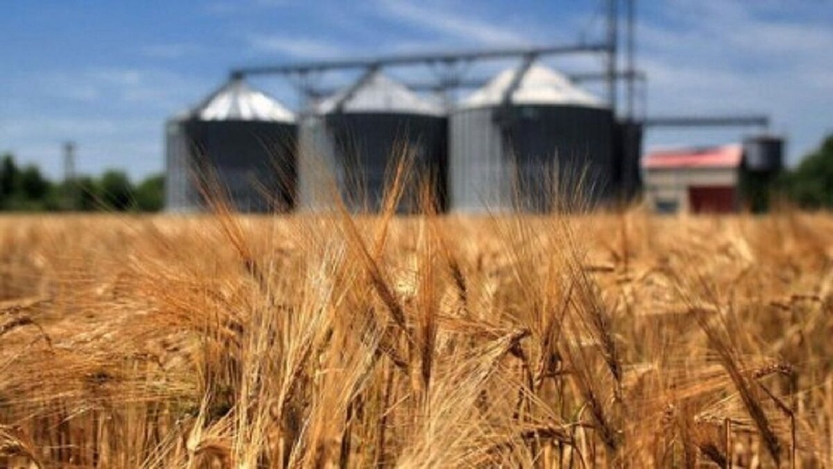 باشگاه خبرنگاران -نیازی به واردات حتی یک کیلو گندم نداریم/ریالی از مطالبات گندمکاران پرداخت نشد