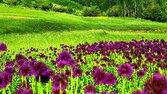 سفری به دل طبیعت بکر روستای چوبین در فصل بهار + تصاویر