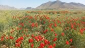 سفر بهاری به دشت سرسبز شقایق محلی وردنجان در قاب دوربین شهروندخبرنگار