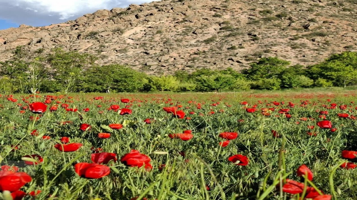 باشگاه خبرنگاران -سفر بهاری به ماسوله کویر ایران در قاب دوربین شهروندخبرنگار