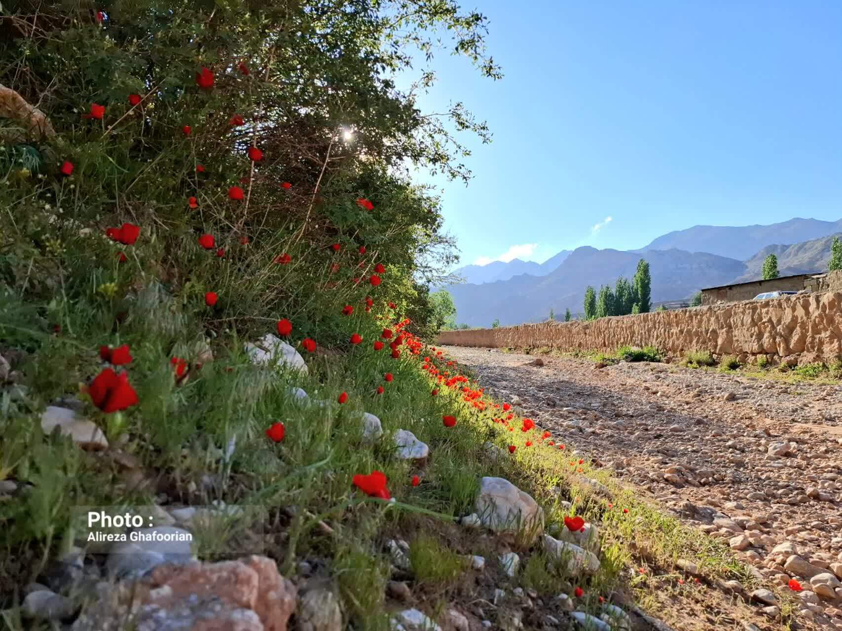 سفر بهاری به ماسوله کویر ایران در قاب دوربین شهروندخبرنگار