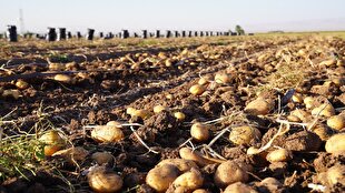 جهش ۲۰ درصدی تولید سیب‌زمینی در خوزستان؛ پیش‌بینی برداشت ۶۰ هزار تن محصول