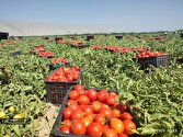 تولید بیش از ۲۰۰ هزار تن گوجه فرنگی در کازرون
