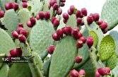 مدیریت خشکسالی با کشت گسترده آپونتیا در فارس