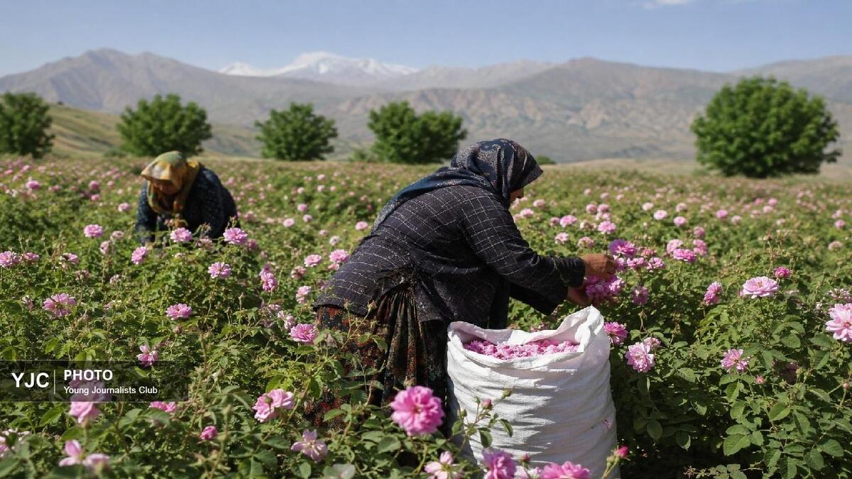 باشگاه خبرنگاران -لرستان؛ قطب نوظهور تولید گل محمدی در کشور