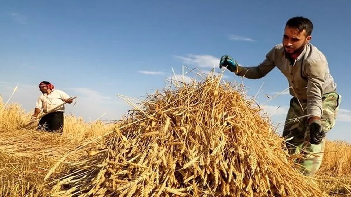باشگاه خبرنگاران -آغاز پرداخت ۴۰ درصد از بهای گندم خریداری شده از کشاورزان خوزستانی