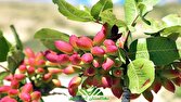 زنجان قطب صادرات طلای سبز می‌شود