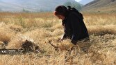 ثبت قاب‌های ماندگار از برداشت خوشه‌های طلایی در بیرگان + تصاویر