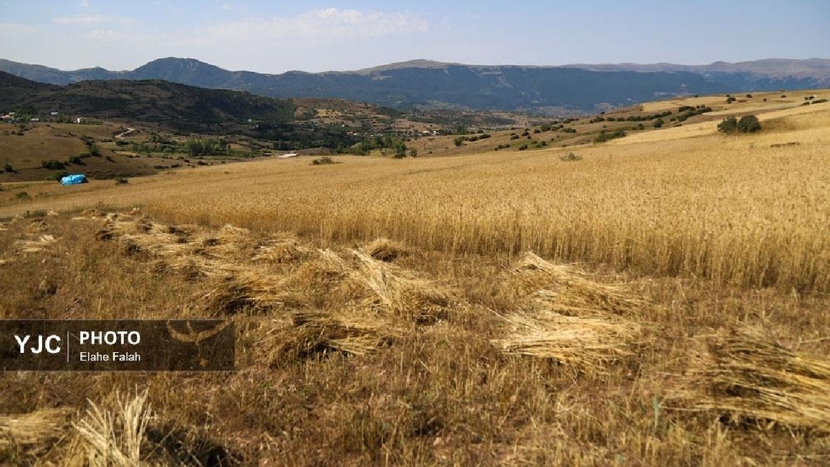 باشگاه خبرنگاران -کشاورزان برای برداشت گندم عجله نکنند؛ ایذه قطب تولید آرد در خوزستان
