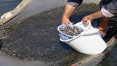 رهاسازی بچه‌ماهی در سواحل کنگان برای تقویت ذخایر آبزیان خلیج‌فارس