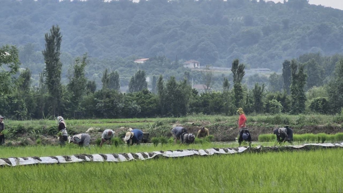 باشگاه خبرنگاران -نمایی از نشا به روش سنتی در روستای کمانگر کلای قائمشهر + فیلم و عکس