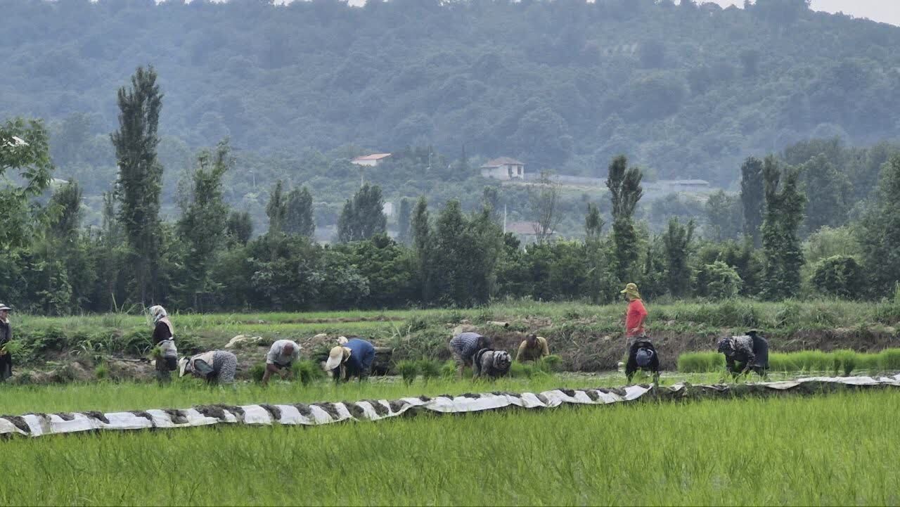 نمایی از نشا به روش سنتی در روستای کمانگر کلای قائمشهر + فیلم و عکس