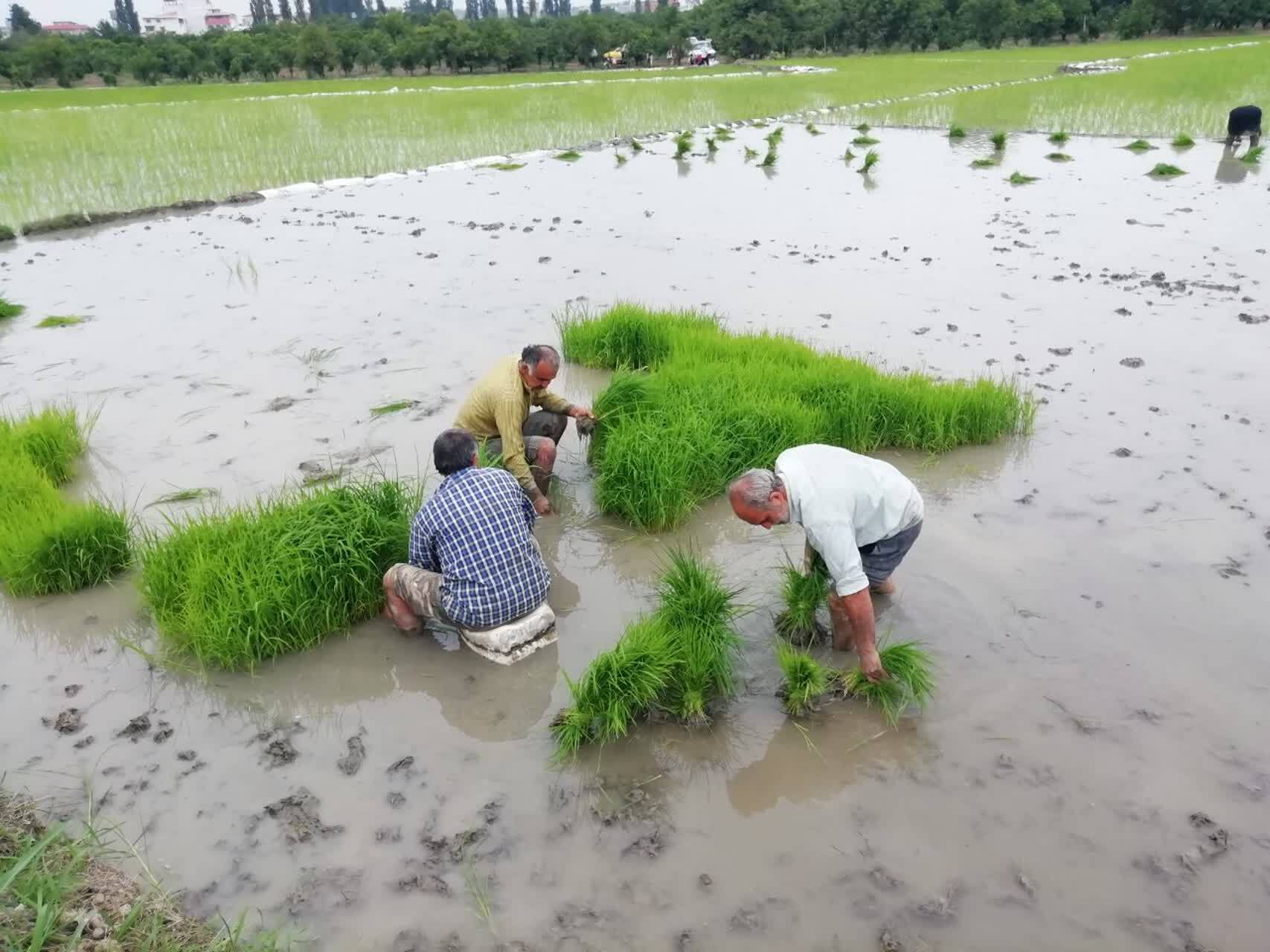 نمایی از نشا به روش سنتی در روستای کمانگر کلای قائمشهر