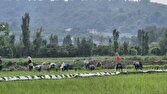 نمایی از نشا به روش سنتی در روستای کمانگر کلای قائمشهر + فیلم و عکس