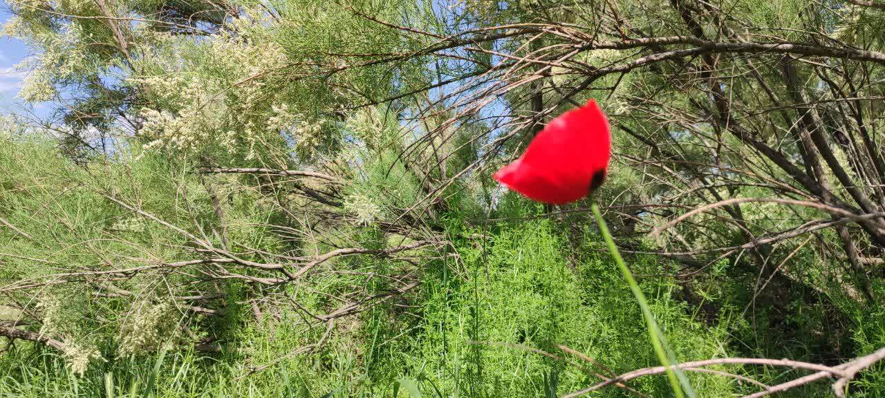 یوخاری&zwnj;چای صالح&zwnj;آباد؛ طبیعتی سبز و خاطره&zwnj;ساز در دل همدان