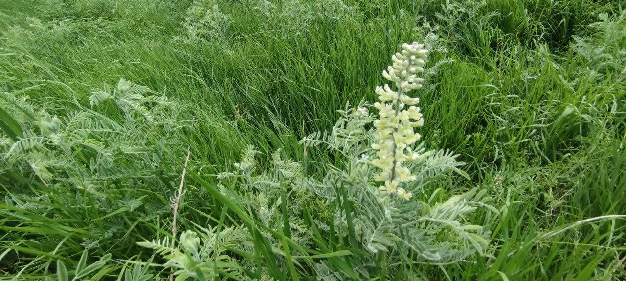 یوخاری&zwnj;چای صالح&zwnj;آباد؛ طبیعتی سبز و خاطره&zwnj;ساز در دل همدان
