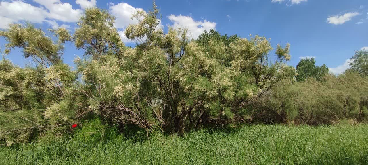 یوخاری&zwnj;چای صالح&zwnj;آباد؛ طبیعتی سبز و خاطره&zwnj;ساز در دل همدان