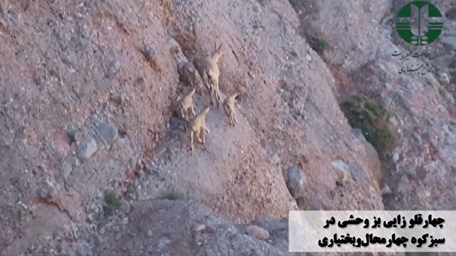 چهار تولد در یک قاب/ ثبت رخدادی کم‌نظیر در حیات‌وحش سبزکوه+فیلم