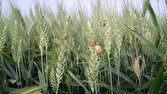 مبارزه،گندم،سن،كاهش،مزارع،هكتار،حفظ،نباتات