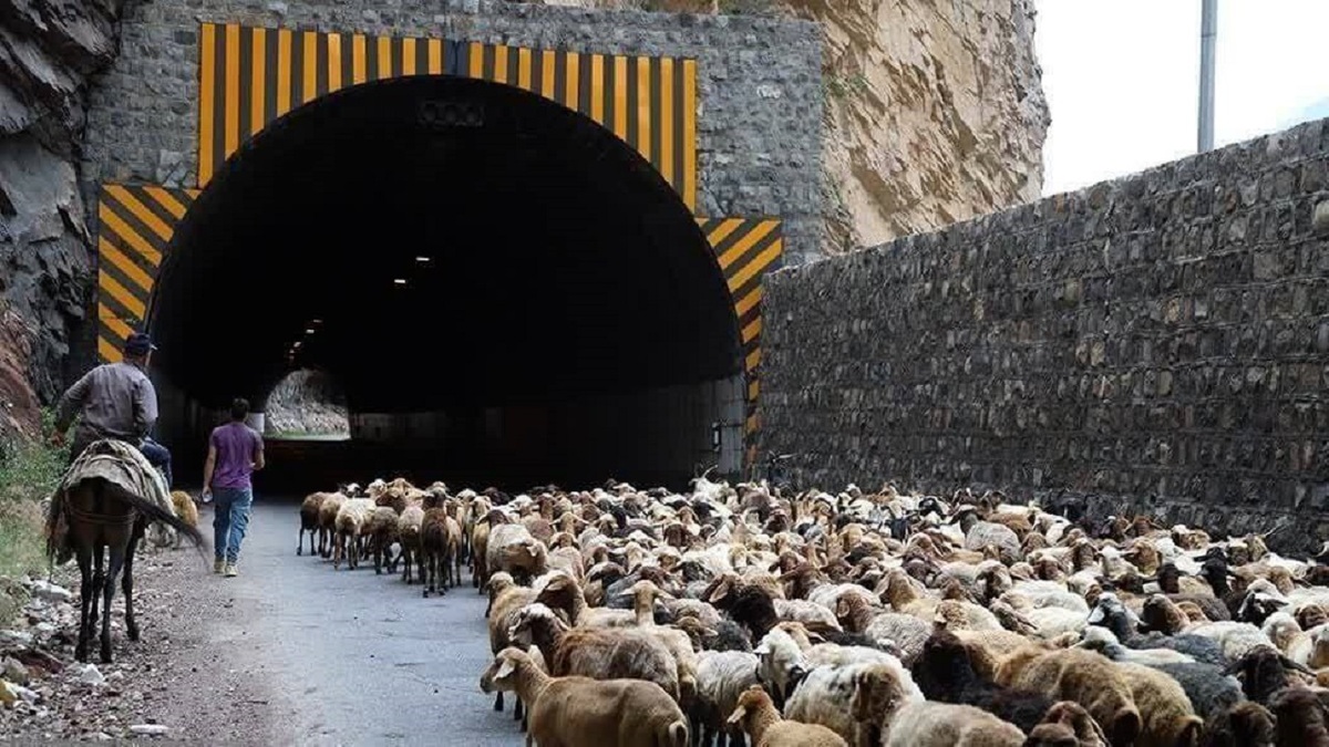 باشگاه خبرنگاران -انسداد محور کندوان برای جابه‌جایی احشام