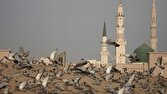 زائران،مدينه،ستاد،منوره،زيارتي،زيارت،كاروان،حج،پيامبر
