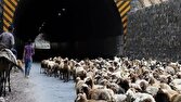 انسداد موقت جاده چالوس و آزادراه تهران شمال به دلیل عبور احش