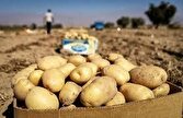 صدور مجوز صادرات ۲۰ هزار تُن سیب‌زمینی همدان