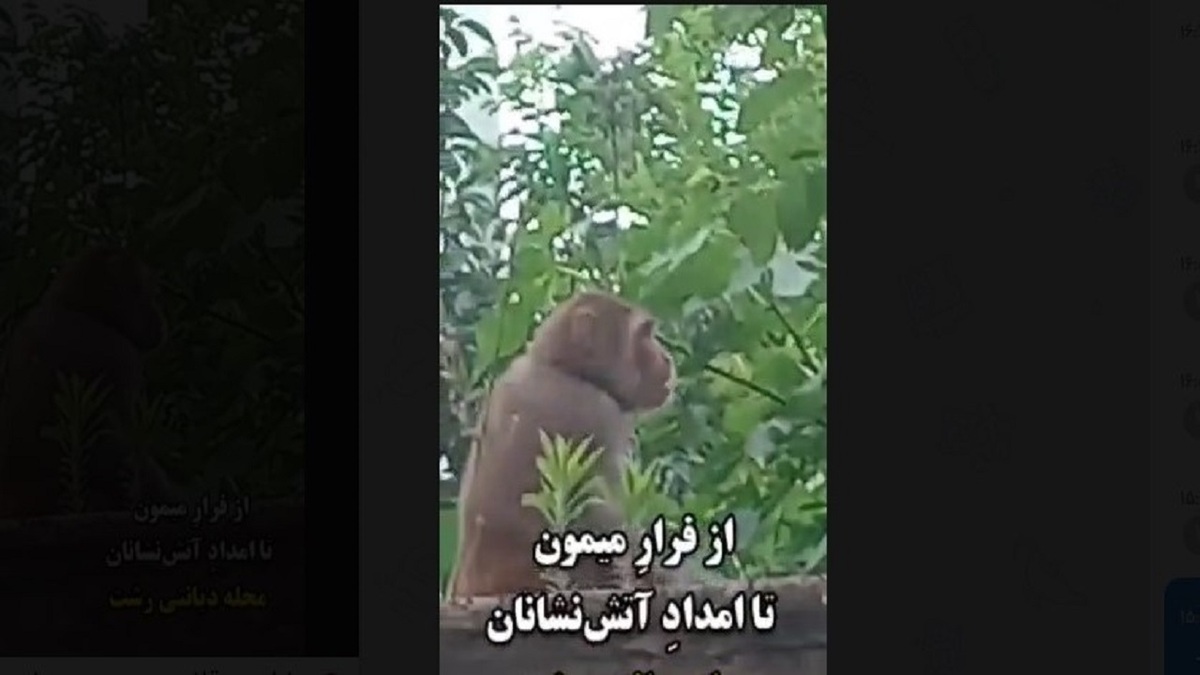 باشگاه خبرنگاران -مهار میمون فراری در دیانتی رشت + فیلم
