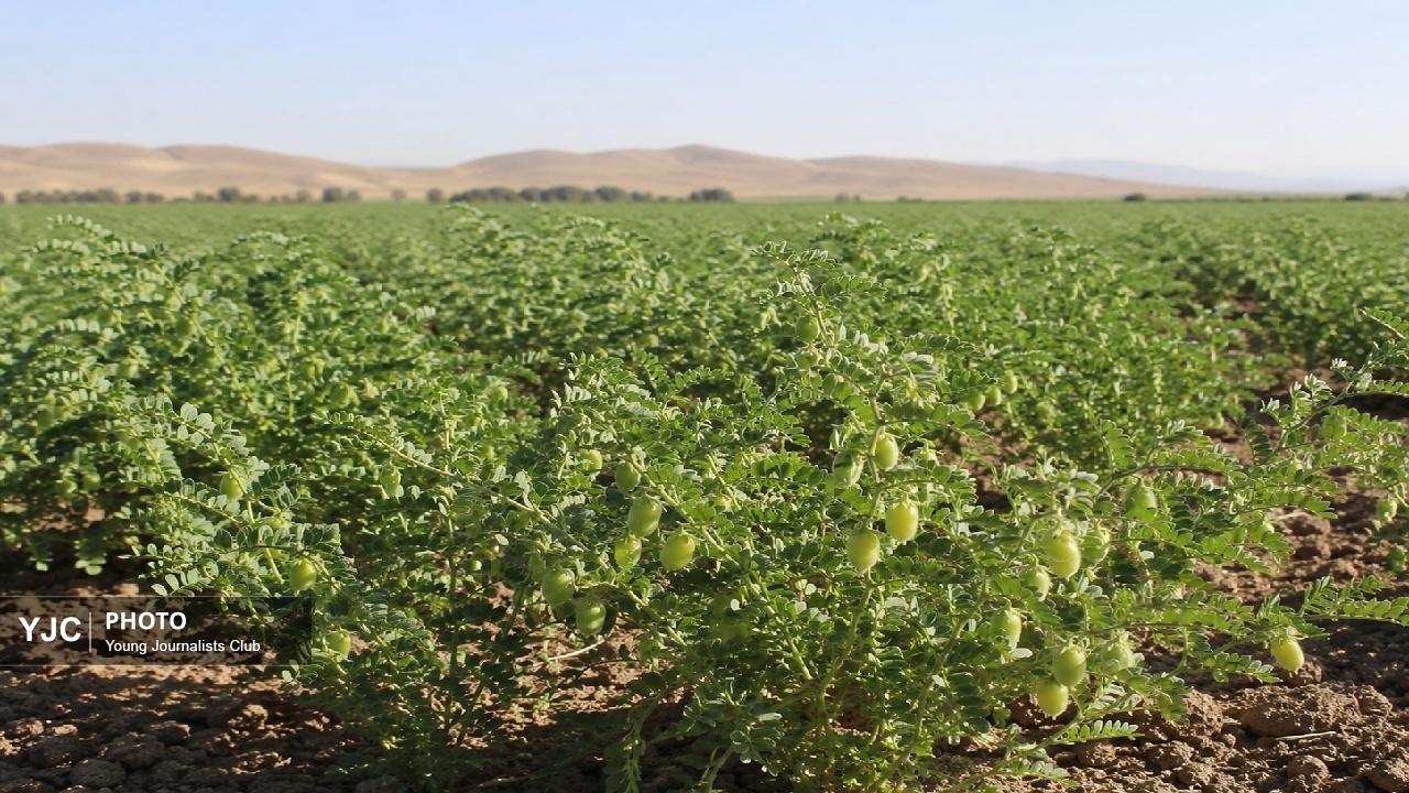 نسخه سبز لرستان برای مقابله با آفات؛ آغاز طرح کنترل بیولوژیک