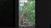 مهار میمون فراری در دیانتی رشت + فیلم