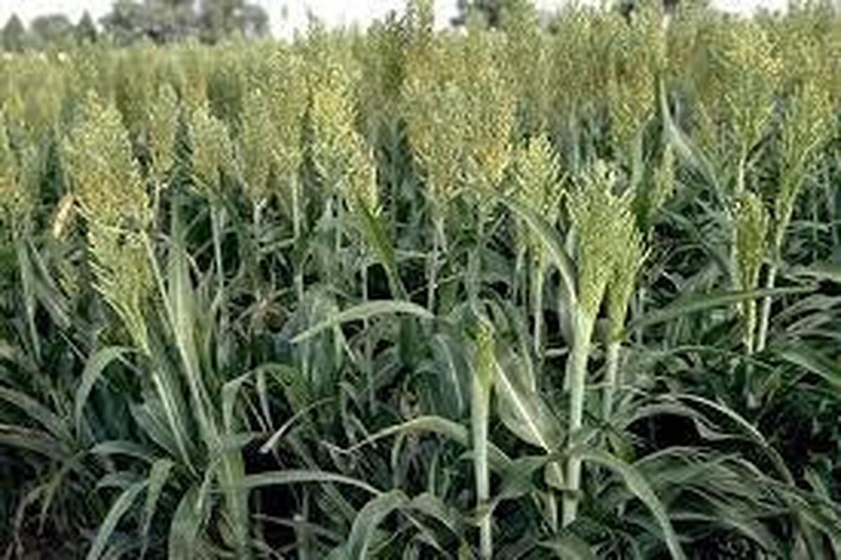 باشگاه خبرنگاران -کشت سورگوم در بندرعباس؛ راهکاری نوین برای مقابله با خشکسالی