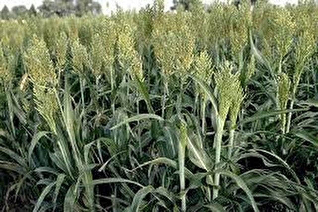 کشت سورگوم در بندرعباس؛ راهکاری نوین برای مقابله با خشکسالی