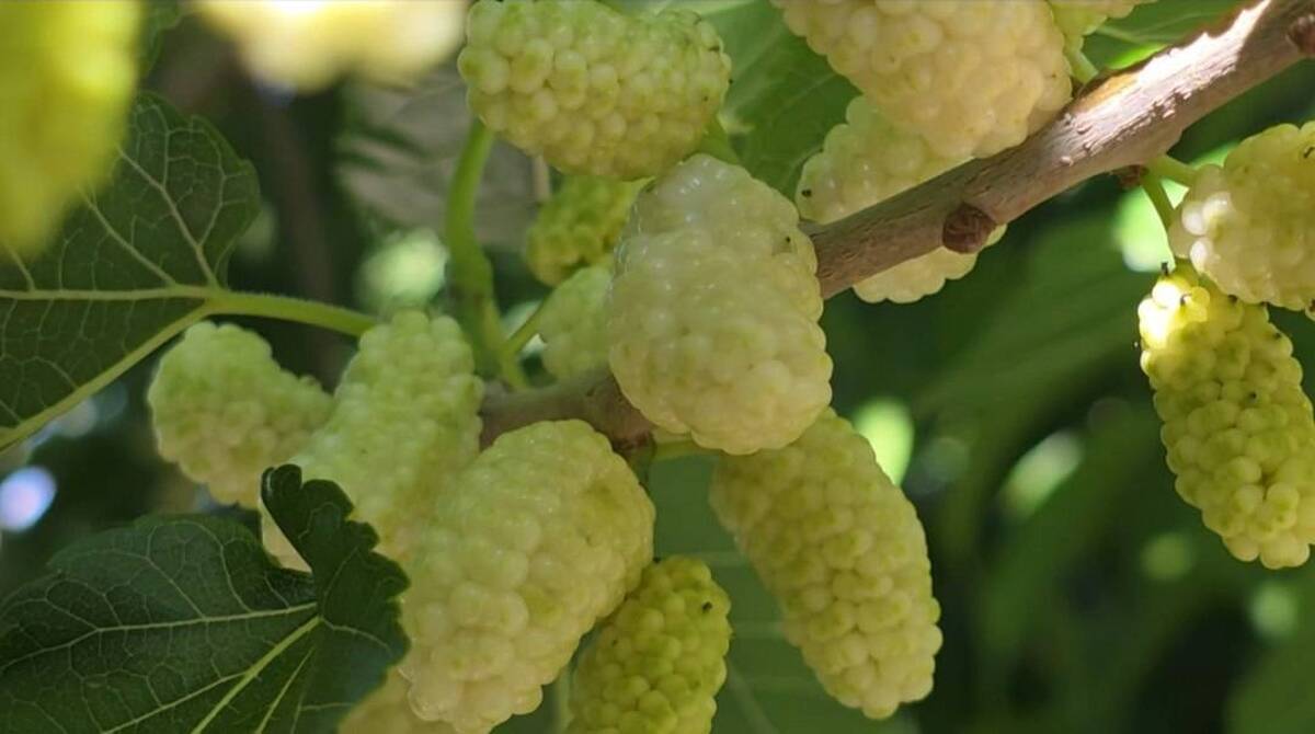 باشگاه خبرنگاران -کاشت توت؛ سنتی ماندگار برای زنده نگه داشتن یاد گذشتگان در روستاهای ساوجبلاغ