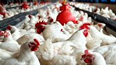 چرا قیمت مرغ به مرز گوشت قرمز رسید؟