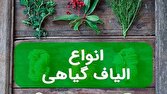 استفاده از الیاف گیاهی دستاورد جدید مرکز رشد و نوآوری دانشگاه شهرکرد